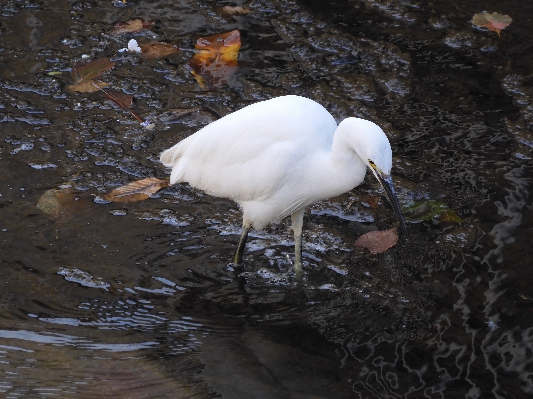 鳥