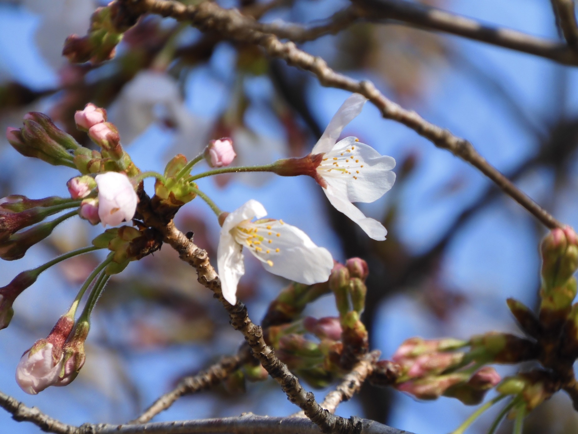 桜