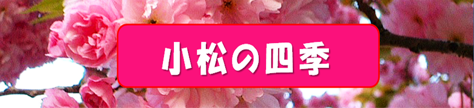 ʑñS