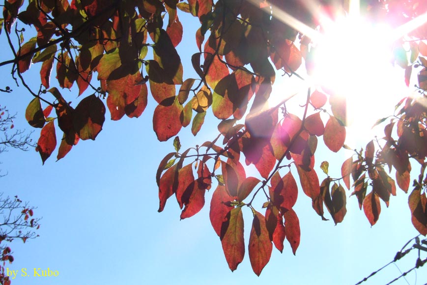 紅葉した間から覗く朝日の写真