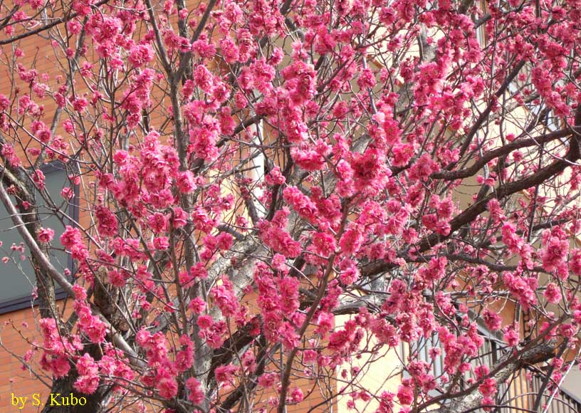 木一面に咲いた紅梅の写真