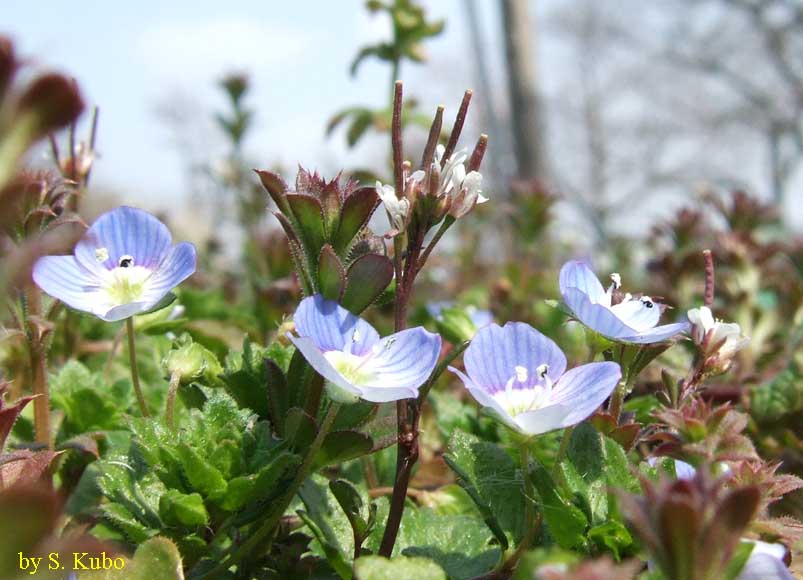 青い雑草の花の写真