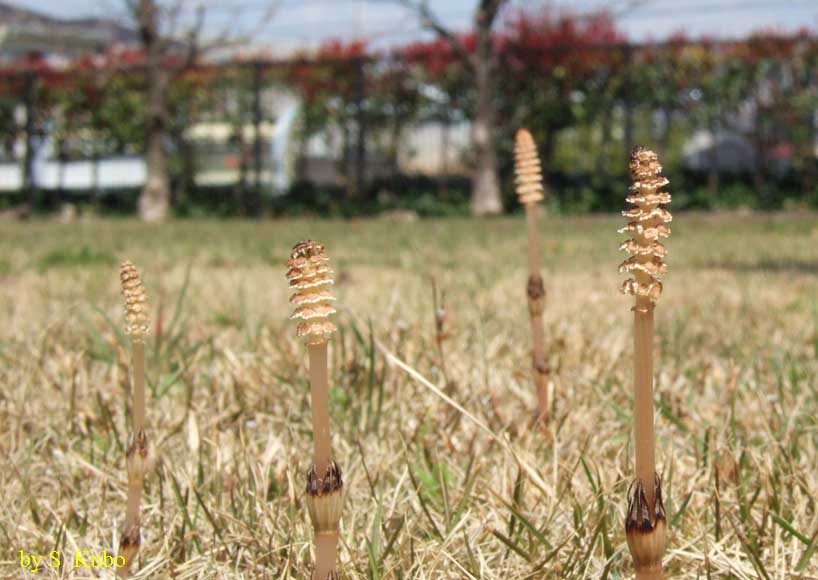 野原に生えている土筆の写真