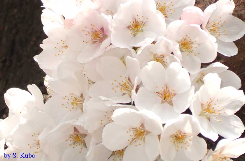 数輪の桜の写真