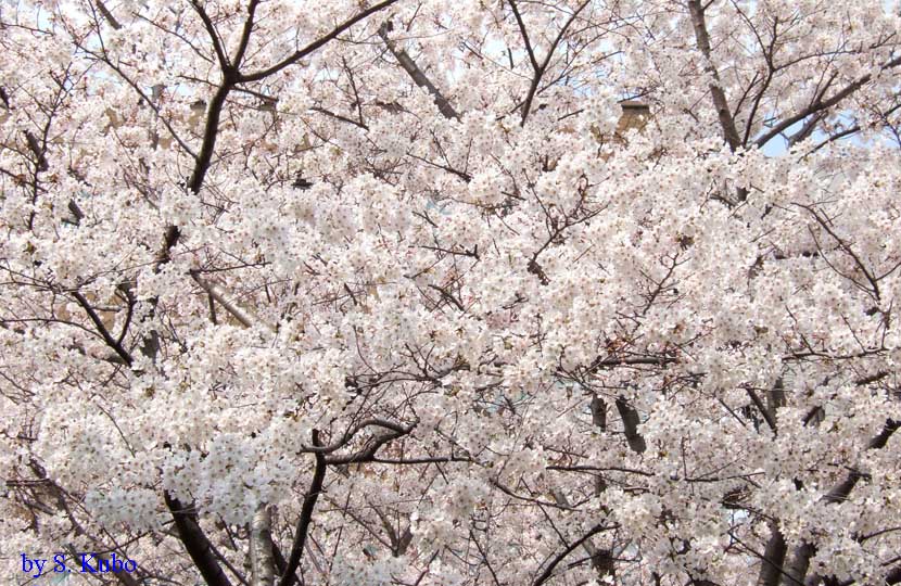 満開の桜の写真