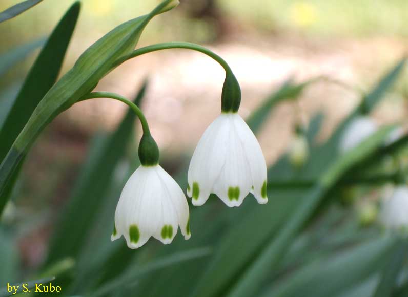 スズランズイセンの花の写真