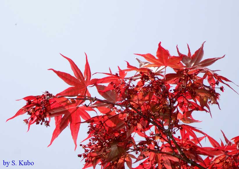 赤い楓の新芽の写真