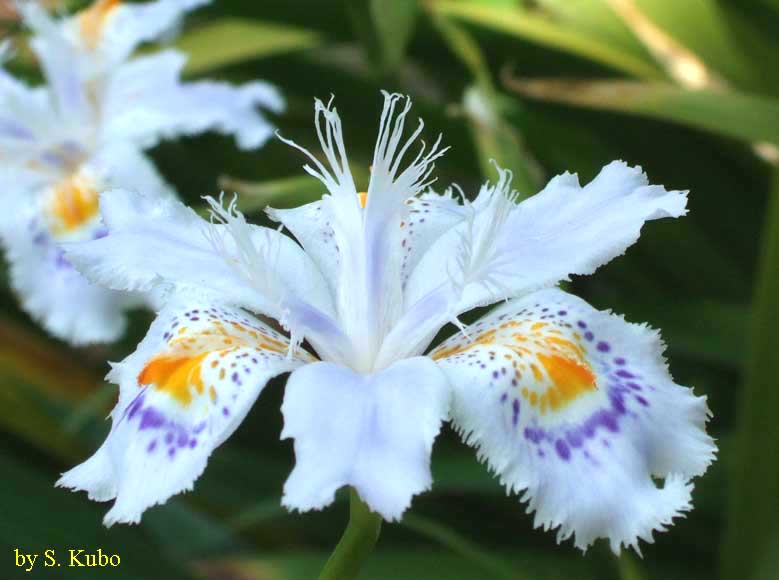 白地に青とオレンジ色の模様の入った花の写真