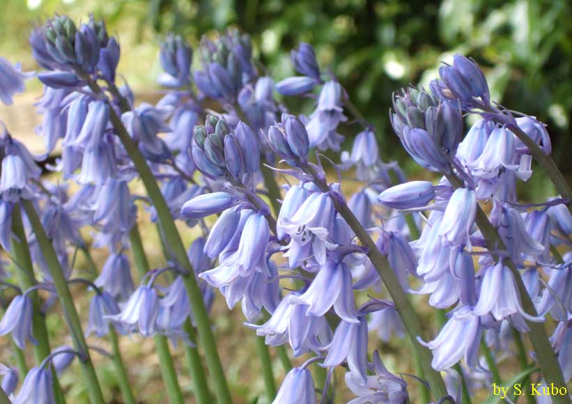 多数の薄い青色の花の写真