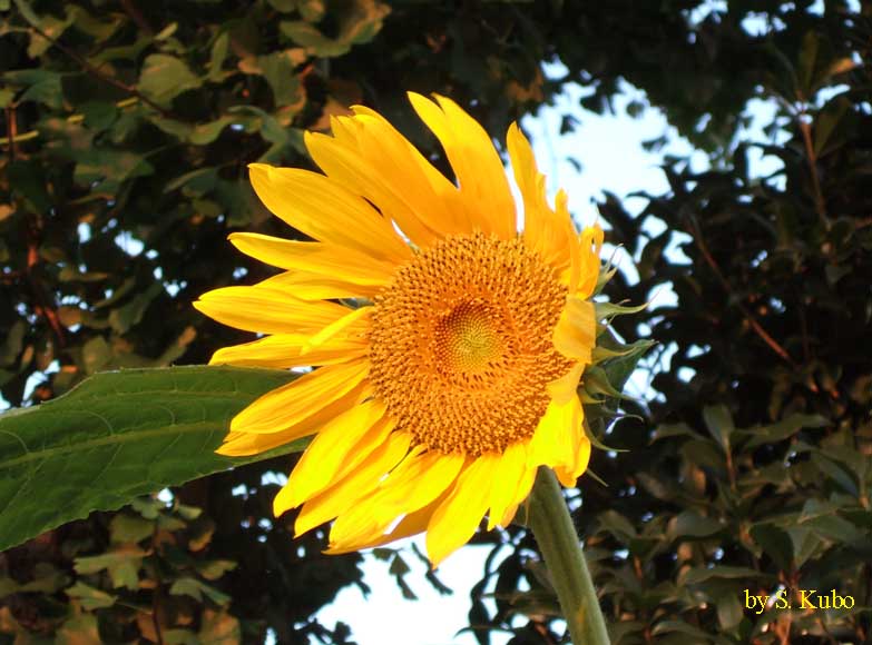 ひまわりの花の写真