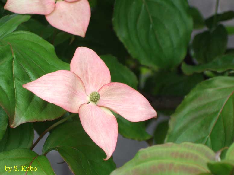 薄いピンクの花の写真