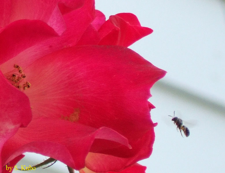 バラの花と蜂の写真