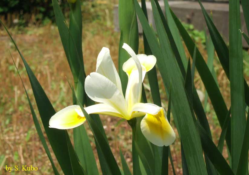 白に黄色が混ざった花の写真