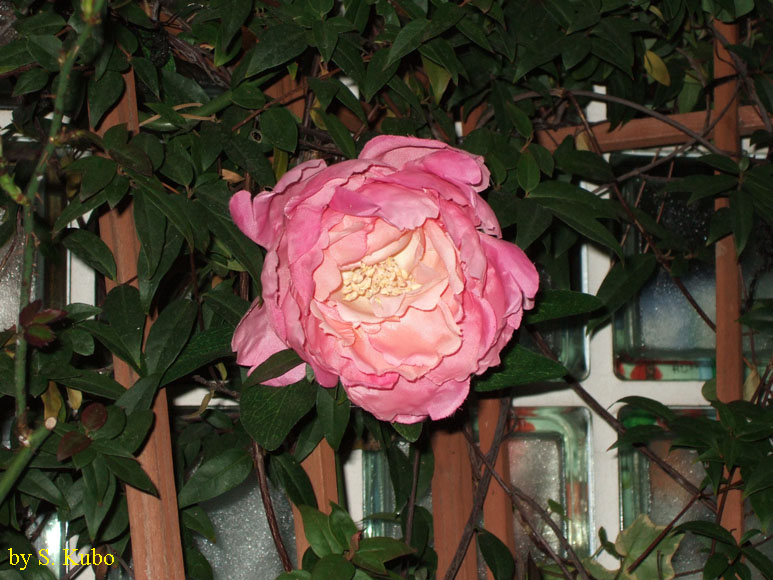 ピンク色の花の写真