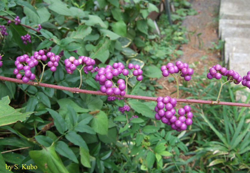 紫の実が付いた枝の写真