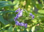 薄い青の花の写真