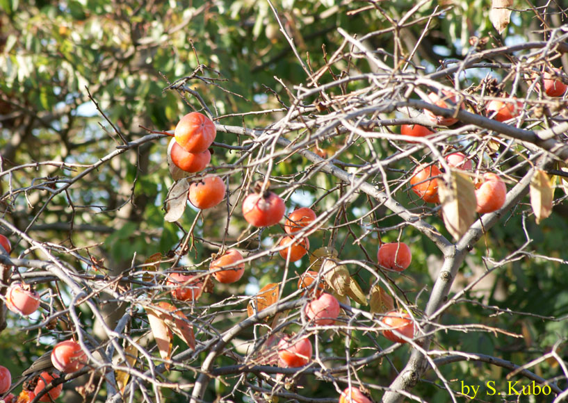 色づいた柿の実をたくさん付けた木の写真