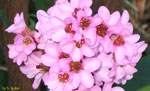 ピンクの花の固まりの写真