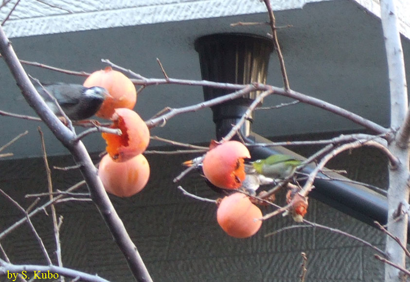 柿をついばむ野鳥の写真
