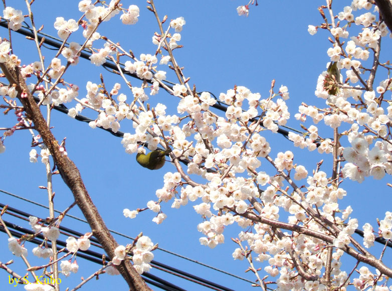 桜の花をついばむ目白の写真