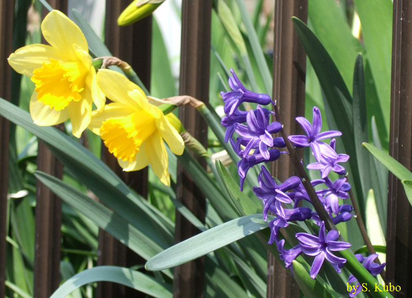 黄色と紫の花の写真