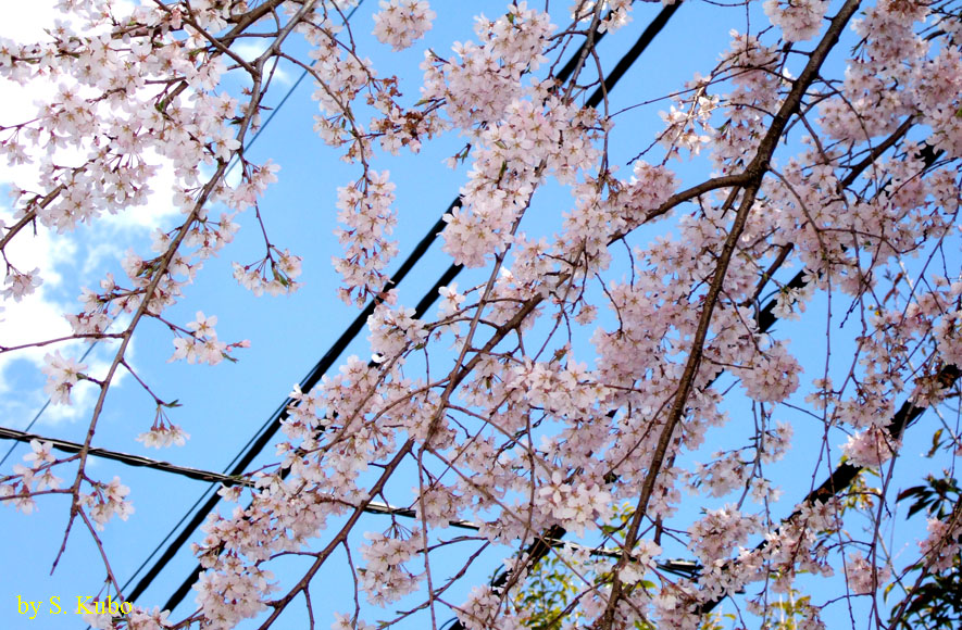 満開のしだれ桜の写真