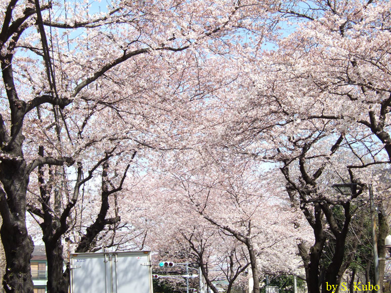 道の両側の桜でトンネルになっている写真