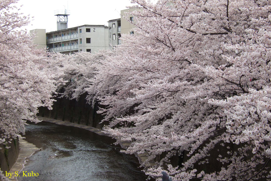 川の両岸に咲く満開のソメイヨシノの写真