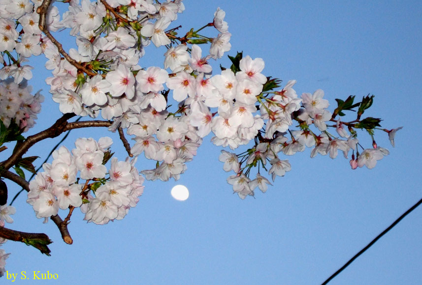 満開の花を付けた桜の枝と月の写真