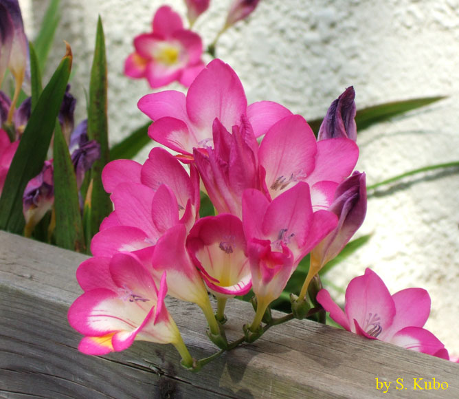 濃いピンクの花の写真