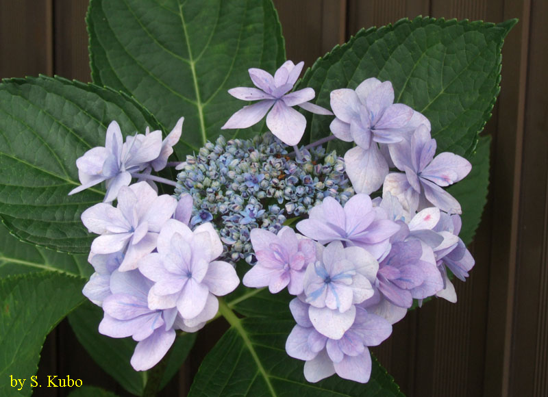 萼紫陽花の写真