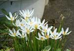 多数の白い花の写真