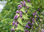 紫の小さい実が多数付いた枝の写真