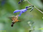 飛びながら蜜を吸っている昆虫の写真