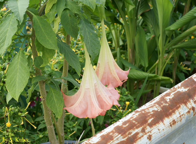 ピンクの垂れ下がった花の写真