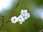 枝先に数輪咲く白い花の写真