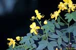 小さい黄色の花の写真
