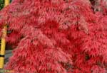 全体が真っ赤に紅葉した木の写真