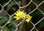金網越しの黄色い花の写真