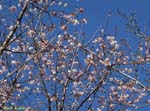 青空を背景にした桜の写真