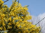 枝一面に咲く黄色い花の写真