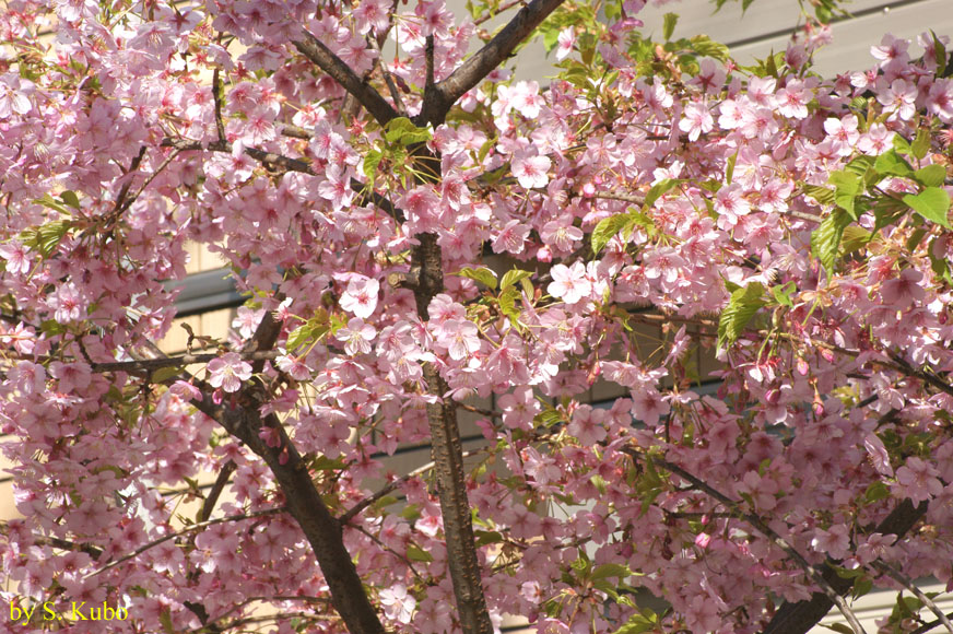画面一面に咲くピンクの花の写真