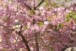 枝一面に咲くピンクの花の写真