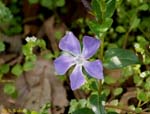 青いプロペラ状の花の写真
