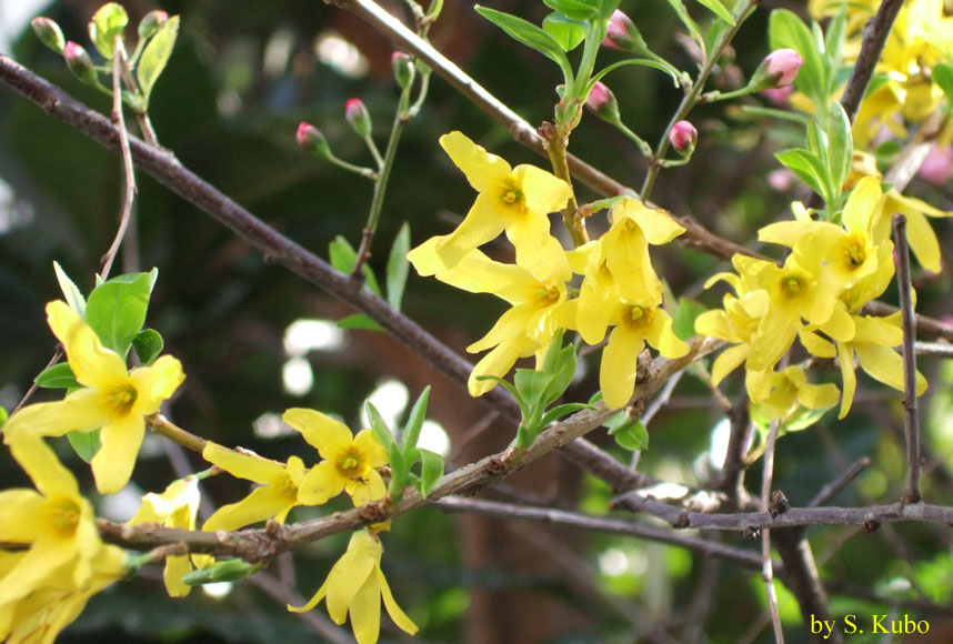 黄色の花をたくさん付けた枝の写真