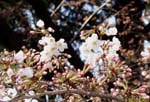 数輪咲いた桜の写真