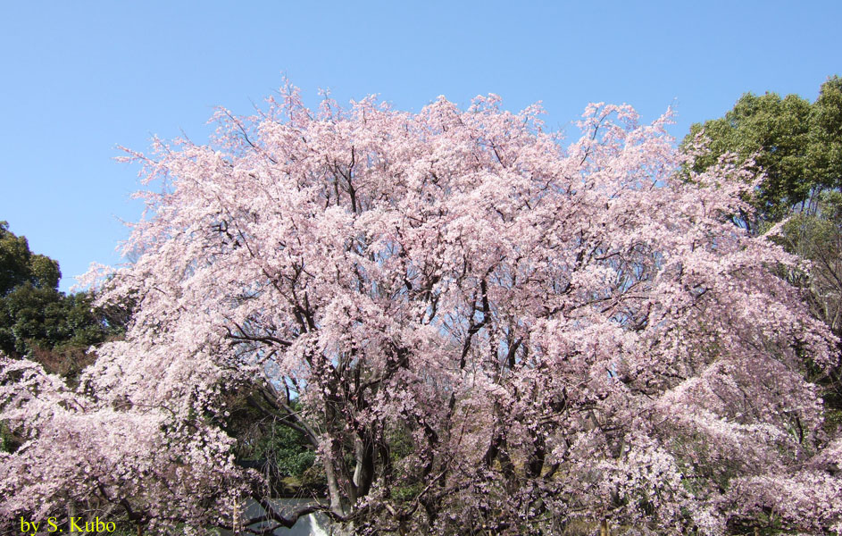 満開の桜の大木の写真