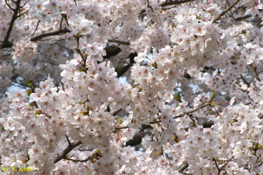 満開の桜の一枝の写真