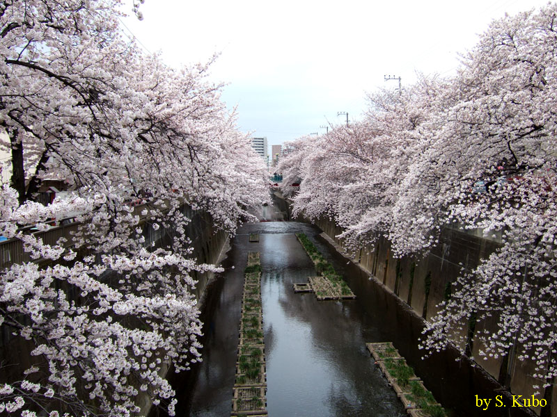 川の両岸の桜並木の写真
