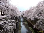 川の両岸に咲く桜並木桜の写真